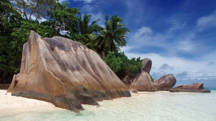 beach tropical rock palm trees 2k