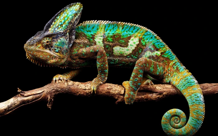 Chameleon background chameleon nature 2k