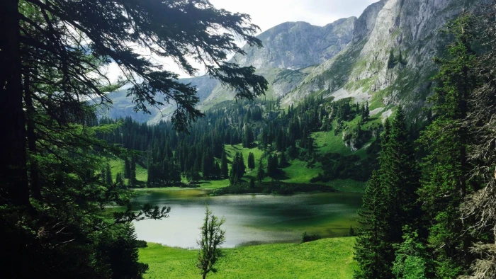 green grass nature landscape water rock trees forest lake 2k