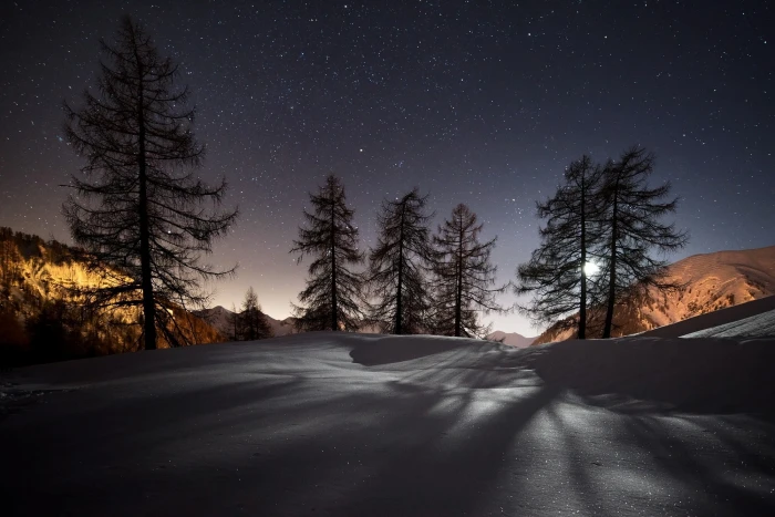 green pine tree winter trees snow night landscape nature 2k