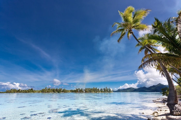 green tropical tree beside body of water landscape nature beach 2k