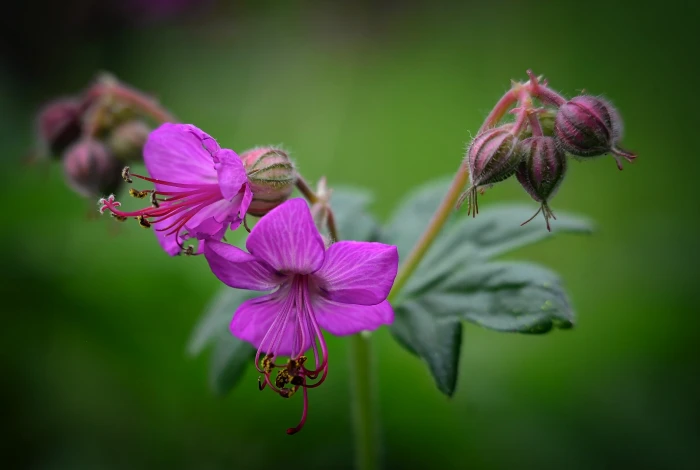 macro shot photography of two purple flowers Geranium Garden Rose 2k 4k 5k