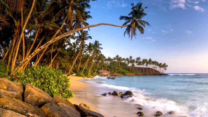 Mirissa Beach South Coast Southern Province Sri Lanka Palm Tree Sandy Ocean Waves Wallpaper Hd 2k