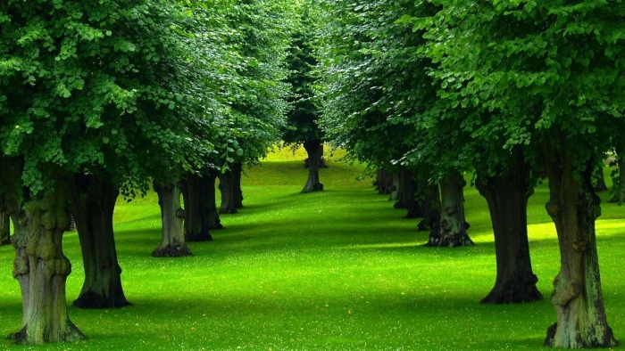 nature landscape green plants trees grass leaves forest 2k