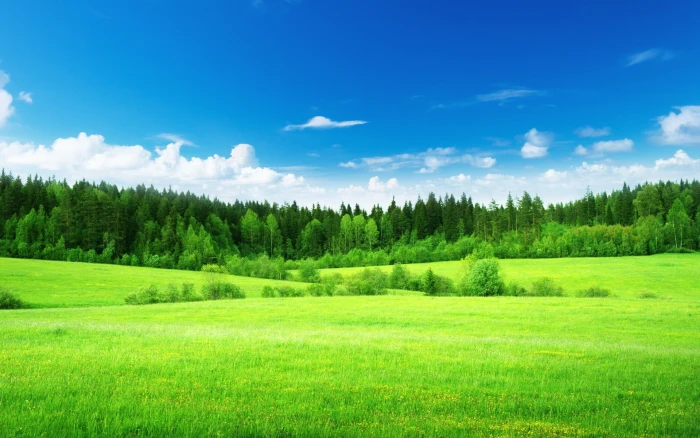 Nature Landscape Trees Grass Green Clouds Blue Sky 2k