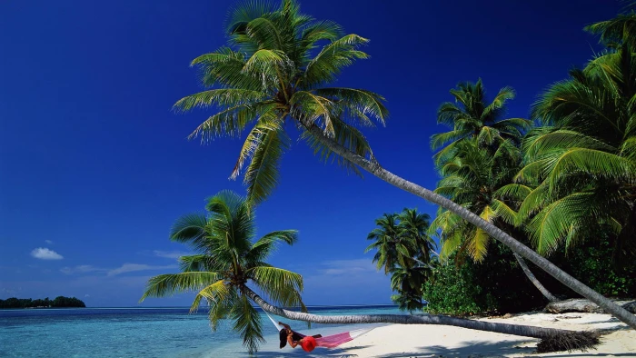 nature palm coconut tropical beach tree sea island caribbean 2k
