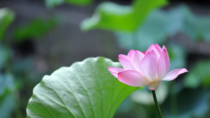 pink and green petaled flower flowers nature lotus 2k 4k