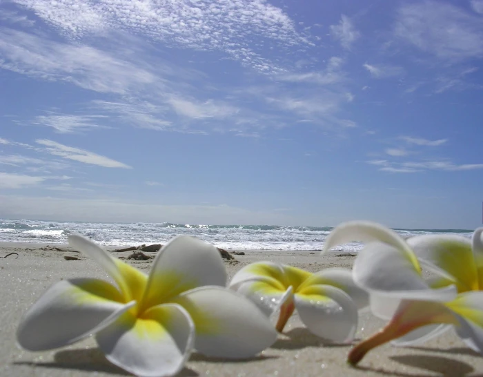 Plumeria laying on a Beach flowers hawaiian lying sand ocean 2k