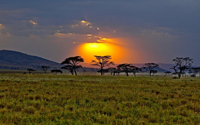 Savannah Sunrise africa kenya sunset nature and landscapes 2k