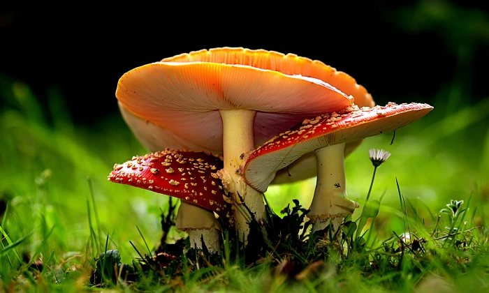selective focus photography of two red and one orange mushrooms amanita 2k
