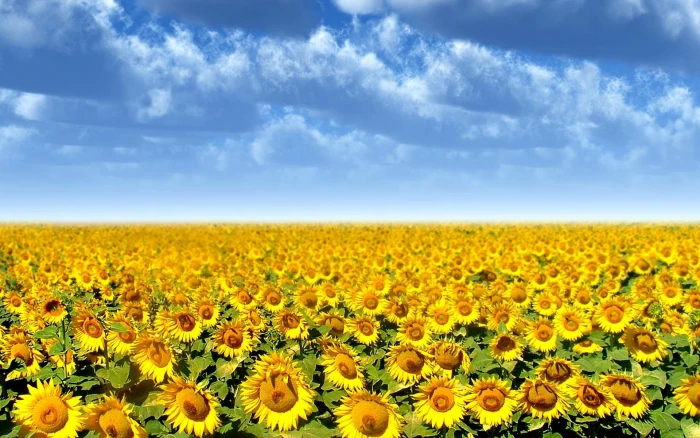 Sunflower Field sun flower field yellow nature and abstract 2k