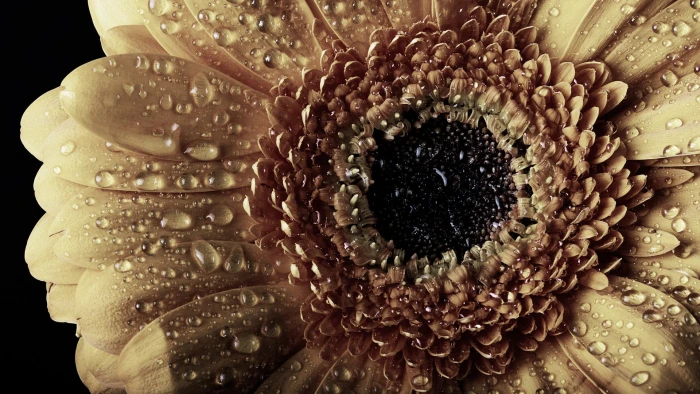 sunflower yellow petaled flower close up photography nature 2k