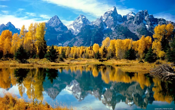 yellow tree and body of water brown leaf plants near photography 2k