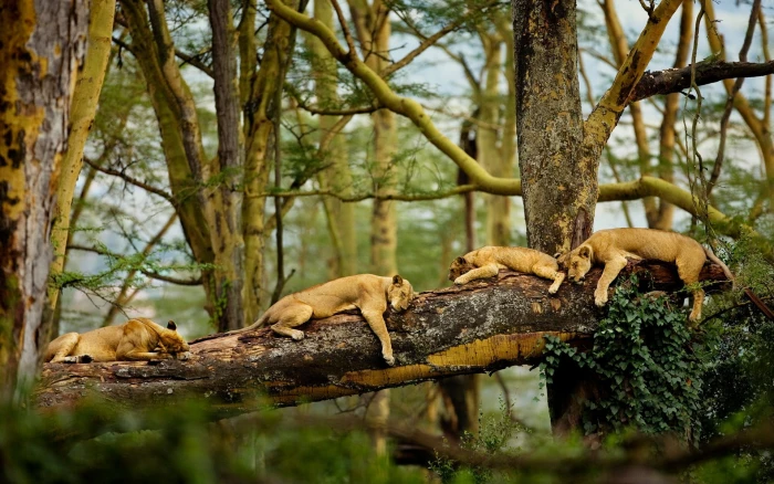 four lion cubs Africa trees sleeping nature big cats animals 2k