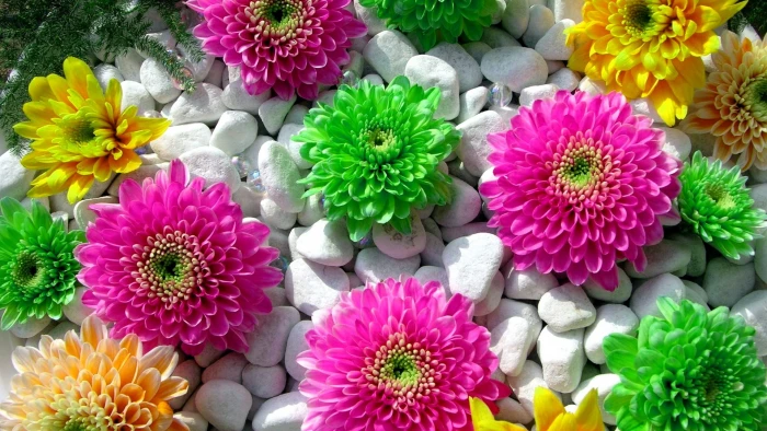 green pink and yellow flowers plants colorful stones flowering plant 2k