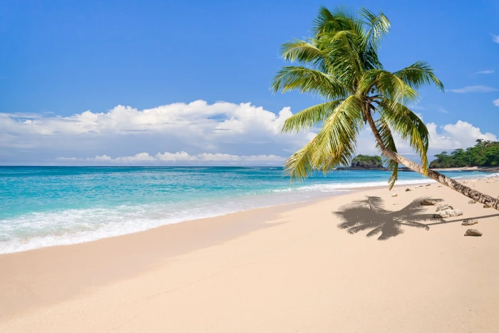 nature landscape tropical island beach palm trees sea 2k