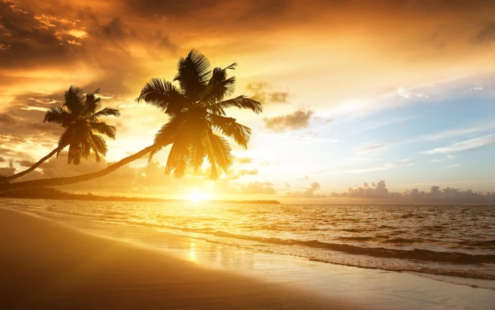 Caribbean coast beautiful scenery sunrise palm trees sea clouds sky tree seashore and sunset 2k