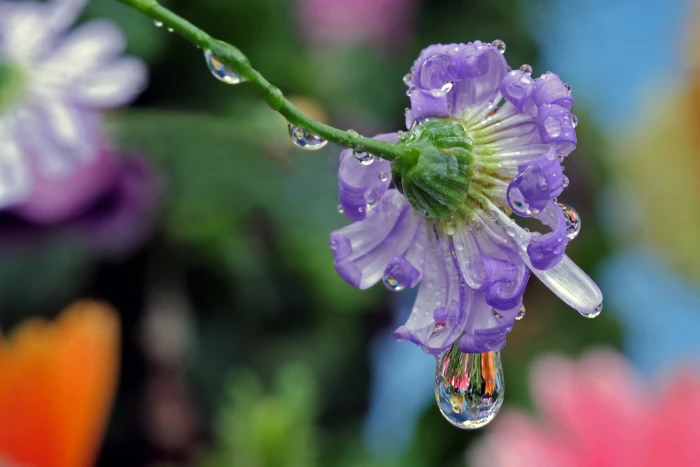 purple petaled flower with water drop big macro refraction 2k 4k