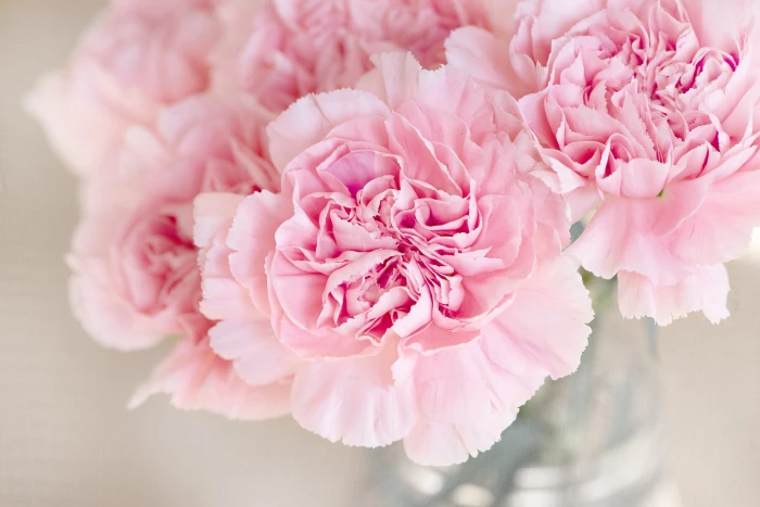 pink petaled flowers cloves cut close color 2k