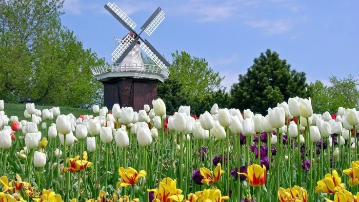 full size for desktop nature pictures plant flower 2k