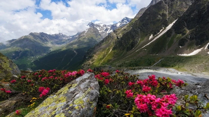 pink petaled flowers nature landscape hills trees clouds 2k