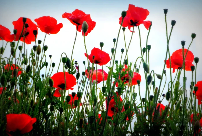 red Poppy flower field at daytime Poppies Lincolnshire nature 2k