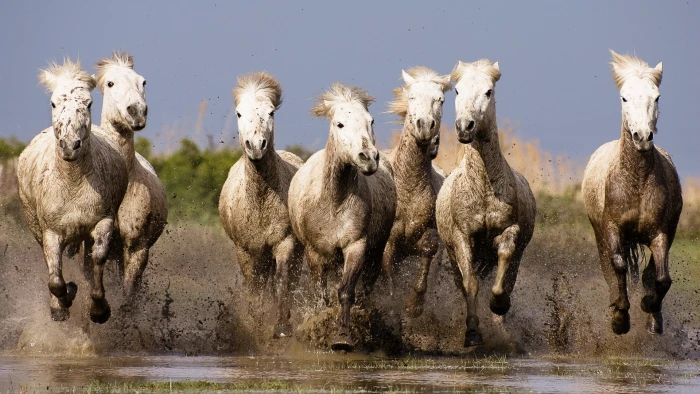 nature horse animals running group of animal themes 2k