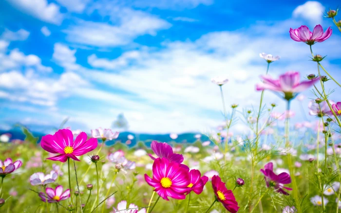 summer flowers nature 2k