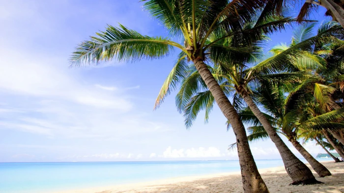 Coast sea island palm trees beach 2k