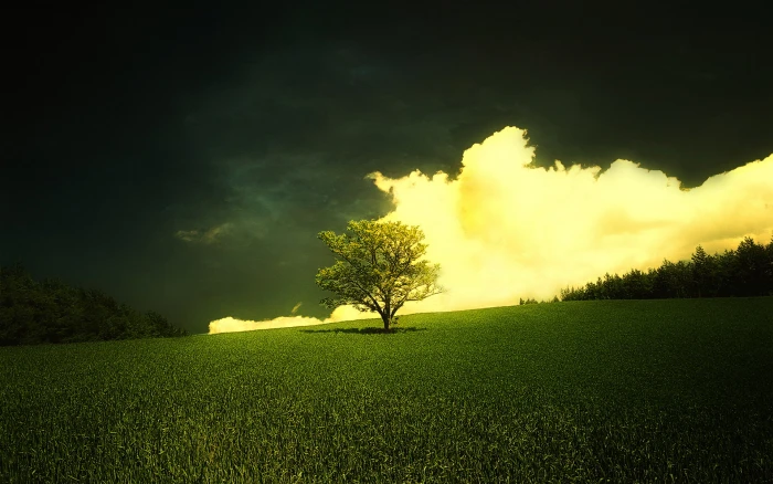 Field Tree Green Grass Spring Scenery 2k