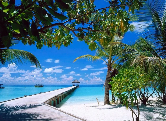 green coconut palm tree nature landscape beach summer sand 2k
