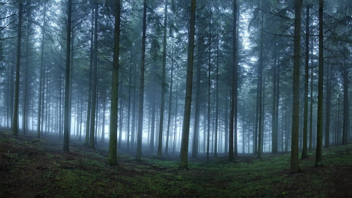 green leafed tree nature landscape mist forest trees morning 2k