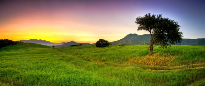 green leafed tree summer nature grass beautiful light sunset 2k