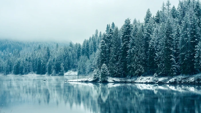 green pine trees and body of water beside 2k