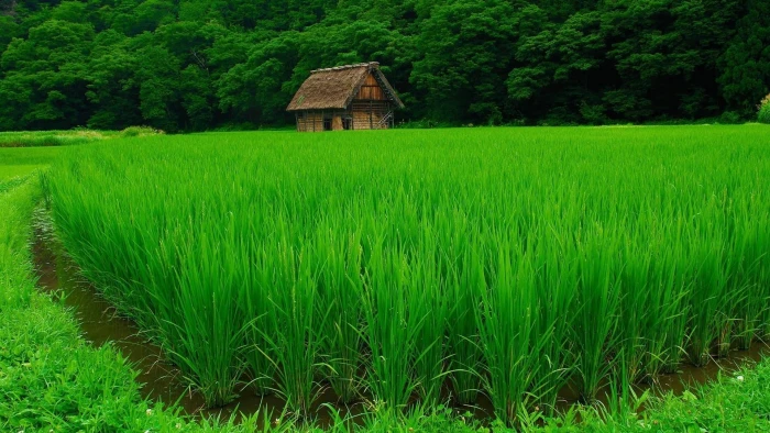 green rice field nature landscape water trees house forest 2k