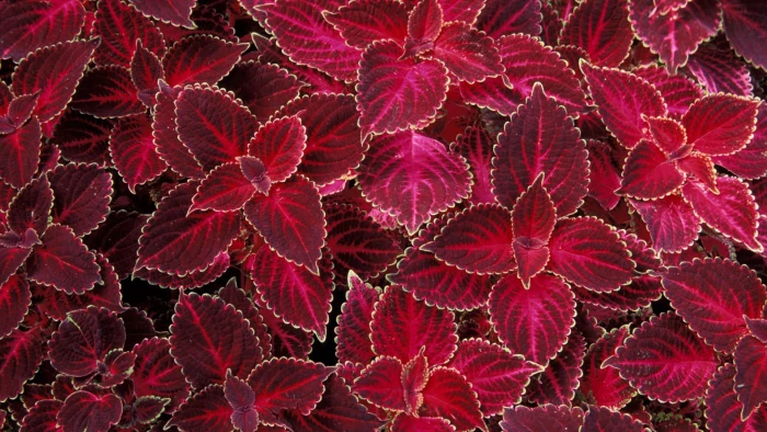 maple pink flower plant leaf autumn leaves fall season 2k