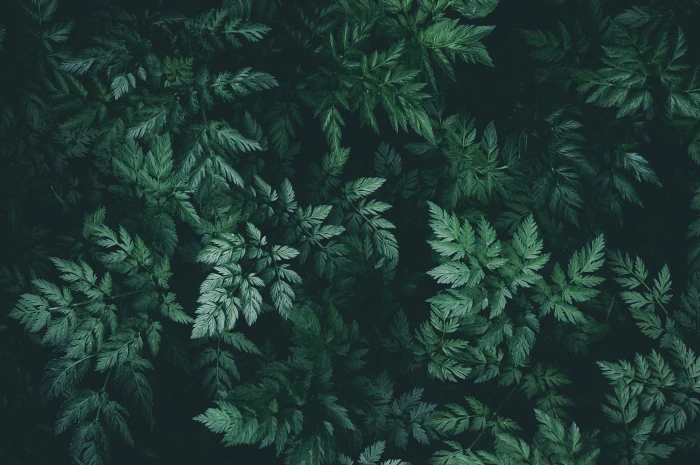 nature leaves plants green 2k