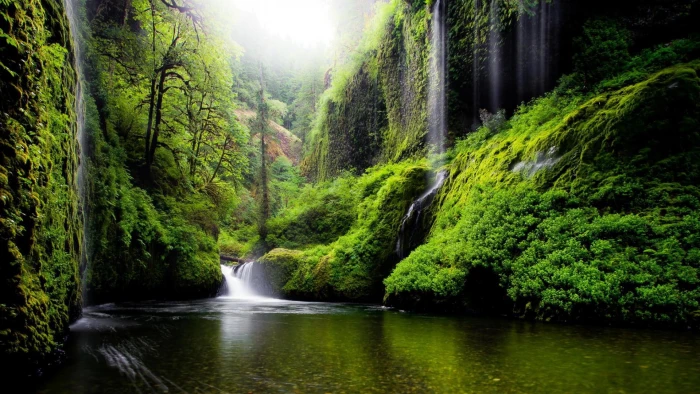 Oregon river water waterfalls nature forest woods green scenic 2k