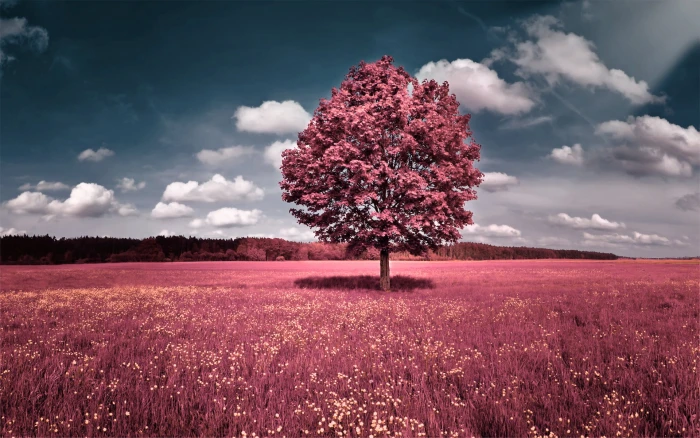 Pink Nature pink leaf tree Plants cloud sky beauty in nature 2k