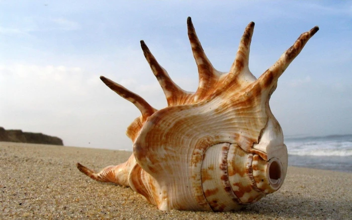 Sea Shell Beach nature 2k