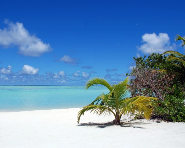 sea palm trees beach sky land water scenics nature 2k