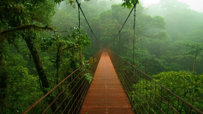 Trees Jungle Rain Forest Bridge HD brown full suspension bridge 2k