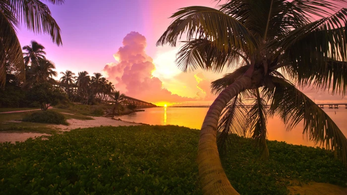 Tropical Sunset Beach Palm Tree HD nature 2k
