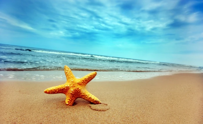 Starfish On The Beach yellow starfish Nature sky sea land 2k