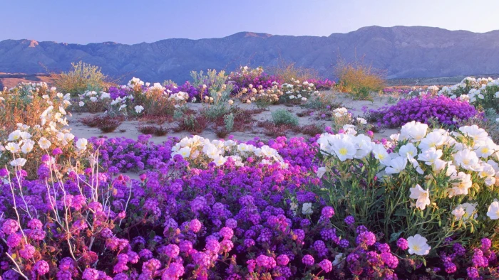Beautiful Desert Flowers sand mountains nature and landscapes 2k