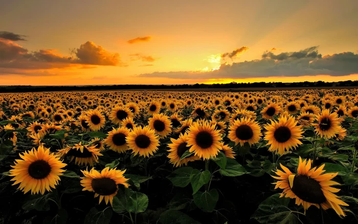 beautiful nature desktop 2k