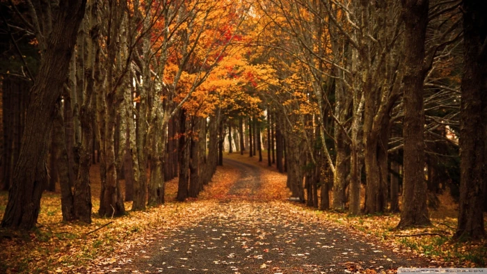 brown and red tree illustration nature road fall leaves path 2k