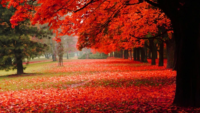 Natural park autumn red leaves scenery HD 2k