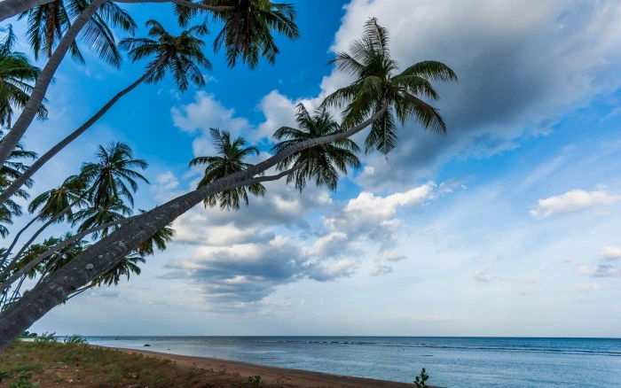 nature landscape palm trees beach tropical sea Sri Lanka 2k