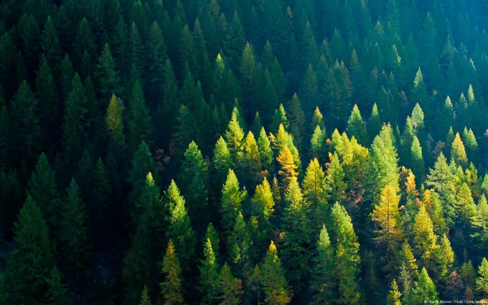 aerial photography of green leaf trees forest nature landscape 2k